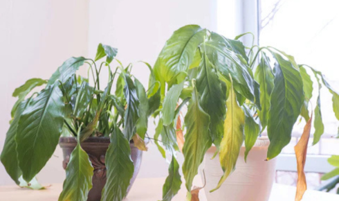 during the growing season