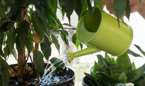 yellowing leaves that feel soft or mushy